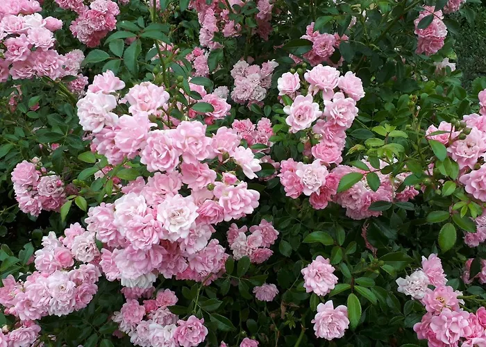 Am Spreeradweg In شقة بوتسن